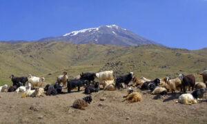 Hiking Mount Ararat